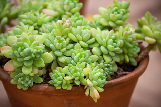 istock Sedum clavifolium 1394271318