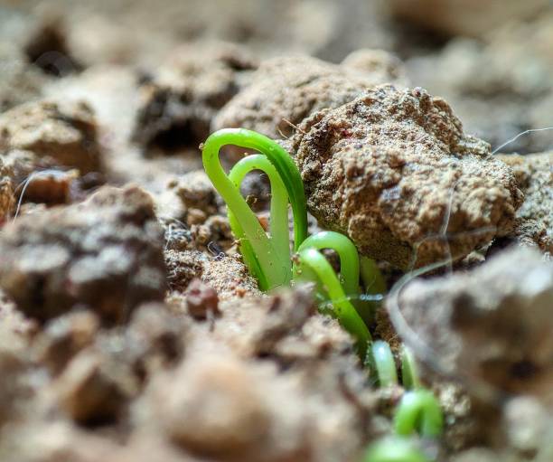 istock The Birth of a Plant 1394271364