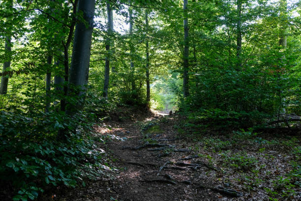 istock Forest path thru the green woods in summer 1394272059