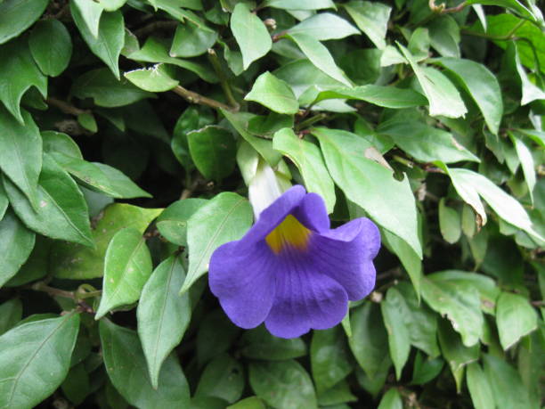 istock A violet Petunia emerging from a bush. 1394272360