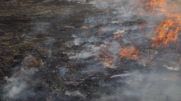 istock Fire in the field. Forest fire. Burning dry grass, ashes and flames. Heavy smoke from the fire. 1394272596