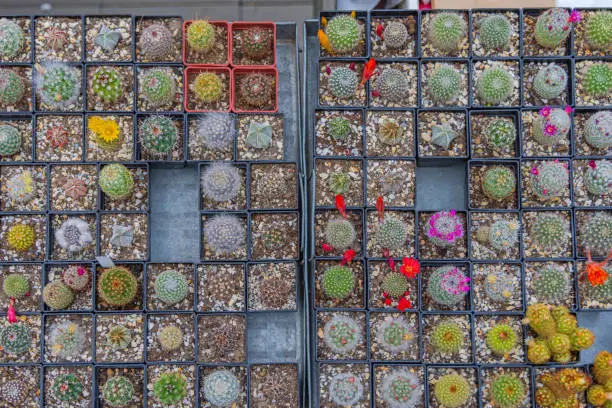 Photo of Cactus Top View