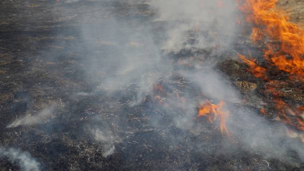 istock Fire in the field. Forest fire. Burning dry grass, ashes and flames. Heavy smoke from the fire. 1394272701
