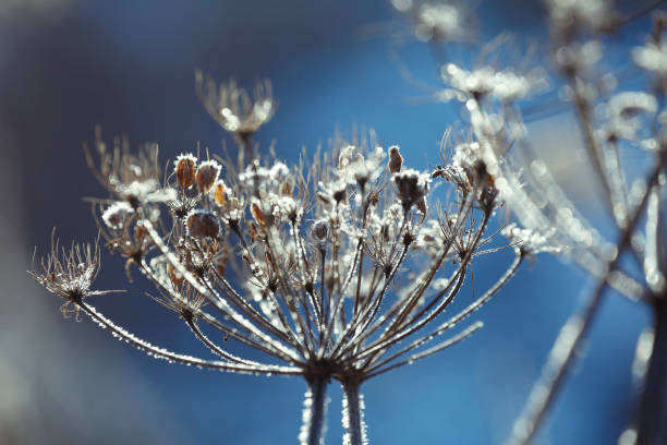 Close-up of brown wild carrot seeds with green blurred background