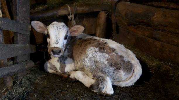 un giovane vitello appena nato giace sul pavimento in un fienile. - newborn animal foto e immagini stock