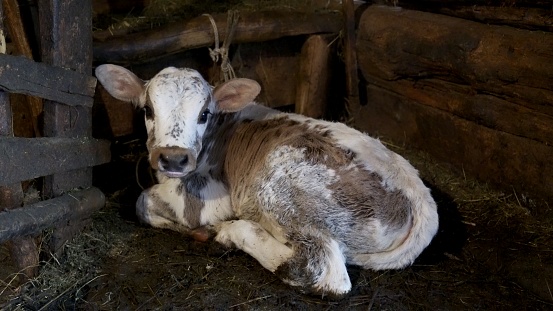 A young, newly born calf lies on the floor in a barn.