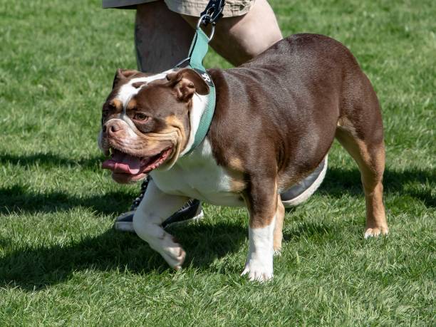 istock Dark Brown English Bulldog. 1394273614