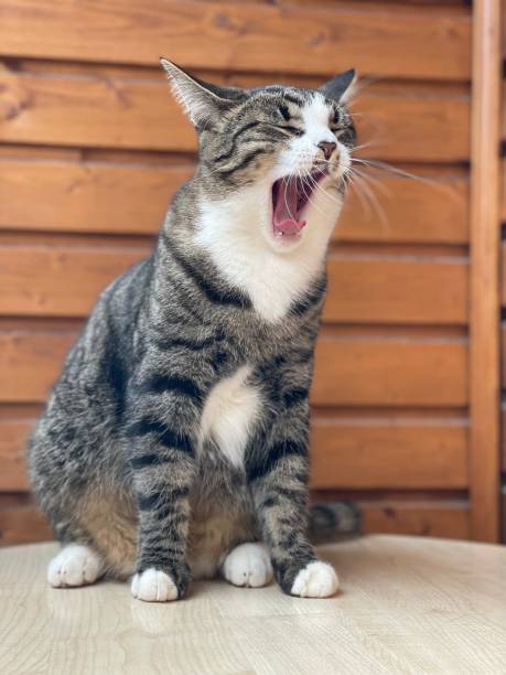 istock Beautiful young gray cat 1394274116