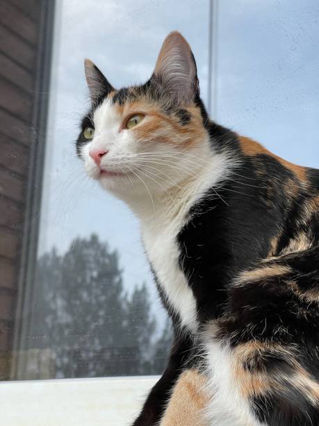 istock Beautiful young tricolor cat 1394275774