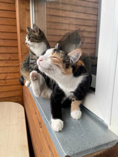 istock Cat and cat on the balcony 1394276431