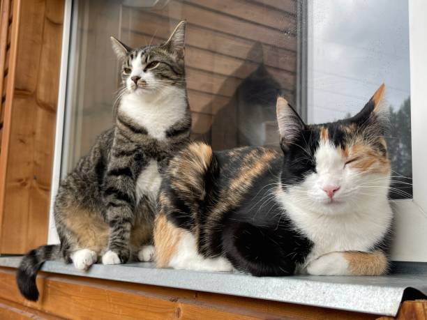 istock Cat and cat on the balcony 1394276440