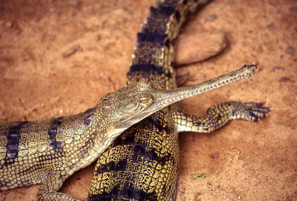 istock Gavials in an Indian zoo 1394276558