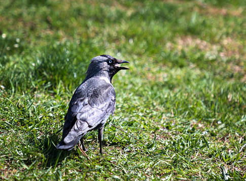 The Hooded Crow (Corvus Cornix) is a Eurasian bird species in the crow genus. Close