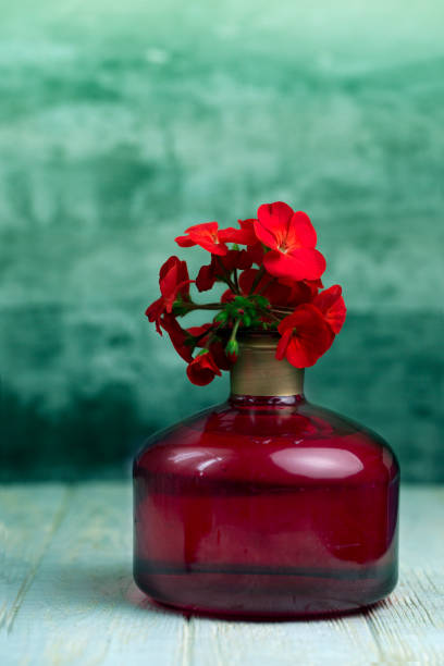 red geranium in a red vase. Vase with beautiful  flowers