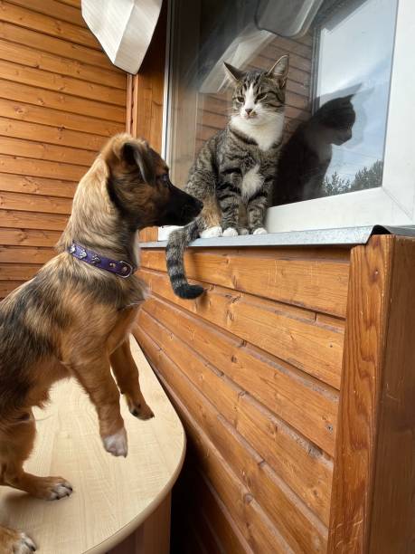 istock Little puppy and gray cat 1394276853