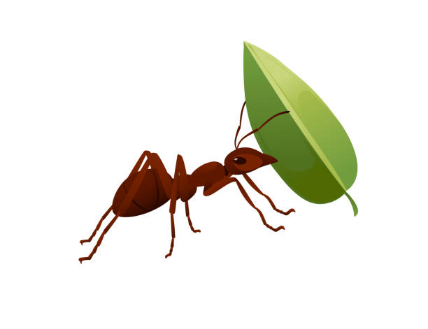 Cute brown ant holding a green leaf cartoon bug animal design vector illustration isolated on white background Cute brown ant holding a green leaf cartoon bug animal design vector illustration isolated on white background. ants-walking stock illustrations