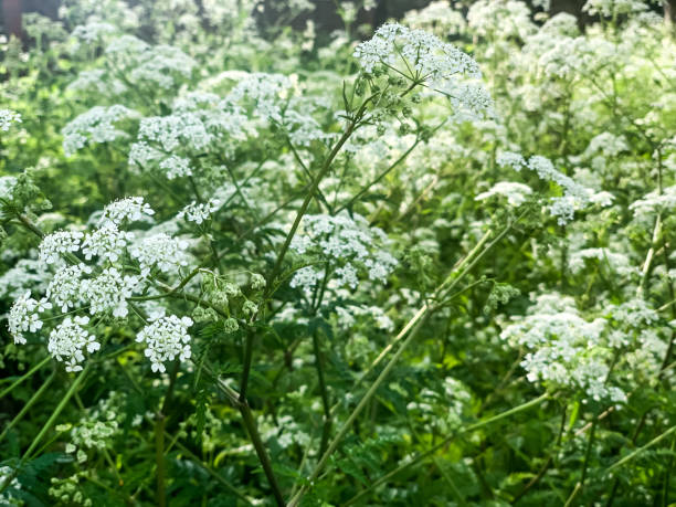 fondo de la planta hogweed - cerefolio agreste fotografías e imágenes de stock