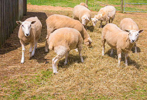 A flock of sheep feed on fresh hay in a farmyard o Cape Cod