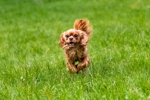 istock A dog cavalier king charles, a ruby puppy 1394278204