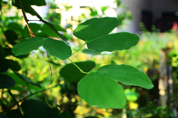istock Bauhinia purpurea 1394280779