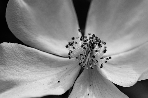Rose hip. Black and white photo