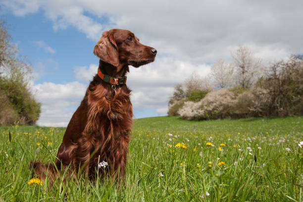 istock Red beauty in the blooming meadow valley. 1394284197