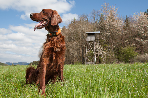 Beautiful Irish Setter hunting dog sits in the lush green meadow in front of the hunter's large hunting pulpit on a beautiful spring day and attentively observes the surroundings.