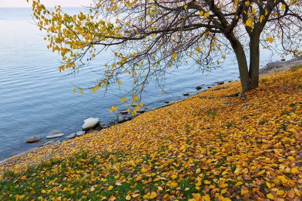 istock Lonely tree with yellow leaves on the seashore 1394285330