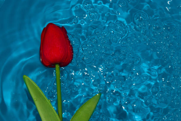 acqua di increspatura della testa del fiore rosso, composizione estiva blu creativa, design moderno - nature ripple summer plant foto e immagini stock