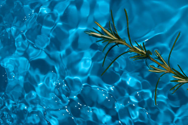 rosemary in ripple blue clear water, abstract summer design, summer magic