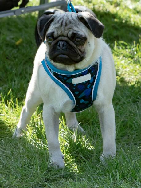 istock Pug Dog At Park. 1394286730