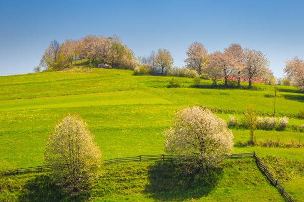 istock Spring rural landscape with flowering fruit trees on a sunny day 1394286770