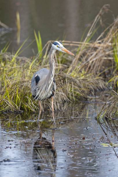 istock Portraiture of great blue heron. 1394286829