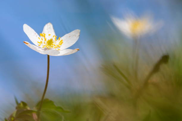 istock Close up on white anemone or windflower 1394288053