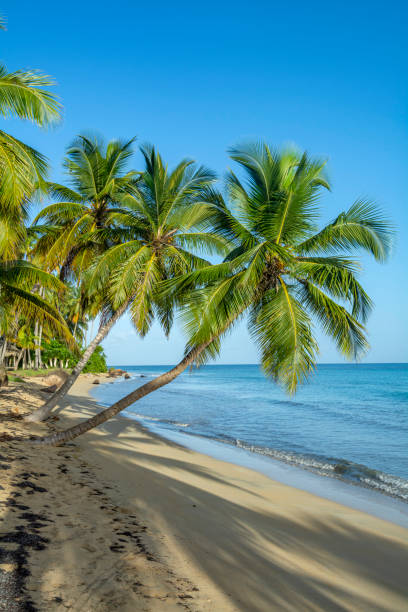 istock Beach in Coson Bay. Las Terrenas. Dominican Republic 1394288084