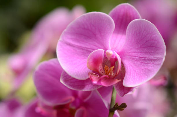 Orchid Pink Phalaenopsis Tropical Flower Summer Pattern Macro Photography Orchid Pink Phalaenopsis Tropical Flower Summer Macro Pattern Photography Soft Selective Focus dendrobium orchid stock pictures, royalty-free photos & images