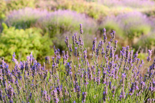 Close-up on mountain lavender on Hvar island in Croatia. Lavender swaying on wind over sunset sky, harvest, aromatherapy, perfume ingredient stock photo