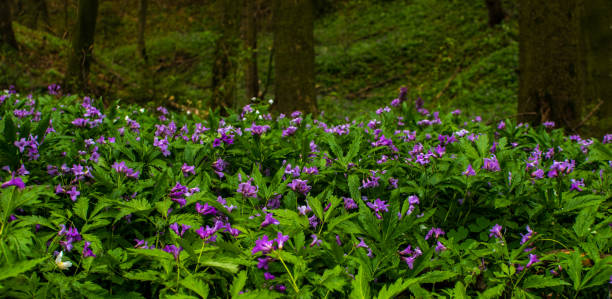 Cardamine bulbifera, bittercress or toothwort flowering plants Beautiful violet or lilac flowers blooming in wild forest. Cardamine bulbifera, bittercress or toothwort flowering plants cardamine bulbifera photos stock pictures, royalty-free photos & images