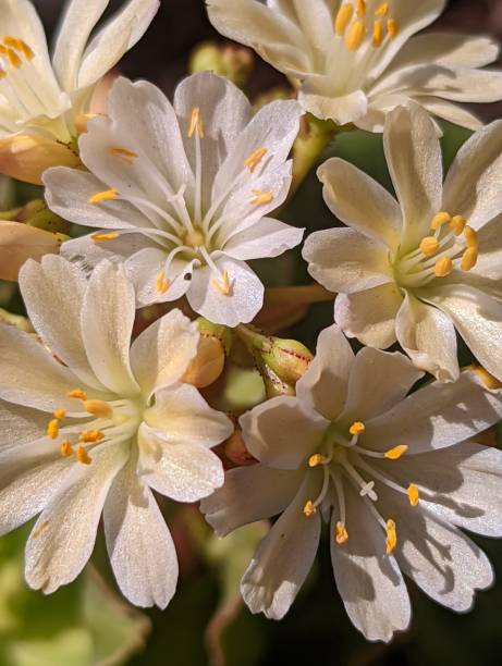istock Siskiyou Lewisia 1394290868
