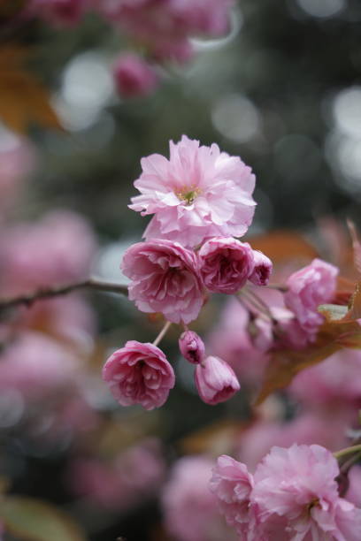 istock Pink Cherry Blossoms Start to Bloom 1394290909