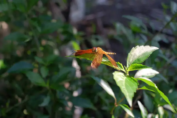 Photo of A red dragonfly or Red Veined Darter perches on one of the plants