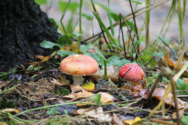istock Two Fly agaric (Amanita muscaria) mushrooms in forest 1394293274