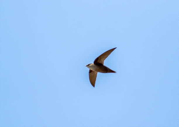 Chimney Swift A chimney Swift flies through the air during the middle of the day near an old silo. swift bird stock pictures, royalty-free photos & images