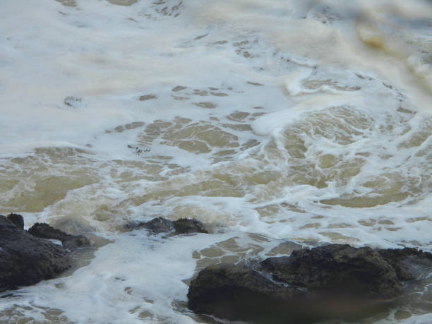 Riparian Zone where the waves contact the shoreline