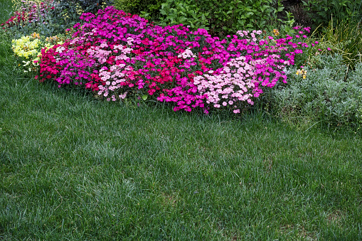 blooming flowers on lawn