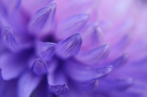 Chrysanthemum Petals Purple Blue Pink Gradient Pattern Ombre Flower Lilac Ultra Violet Floral Abstract Background Holographic Natural Texture Sunlight Tilt Defocused Soft Focus Extreme Close-Up Macro Photography for presentation, flyer, card, poster, brochure, banner