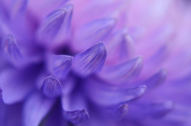 crisântemo pétalas roxo azul rosa padrão degradê ombre flor lilás ultra violet floral fundo holográfico natural textura luz solar inclinação desfocada foco suave extreme close-up macro fotografia - flower single flower macro abstract - fotografias e filmes do acervo