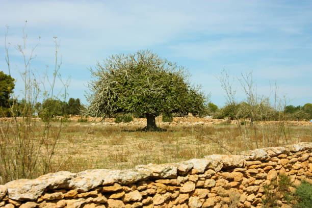 einsamer lokaler feigenbaum der balearen auf einer trockenen sommerlichtung von formentera - sea fig stock-fotos und bilder