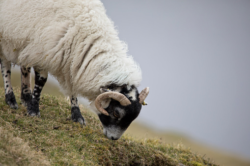 Sheep with small lambs in a grassy field in springtime