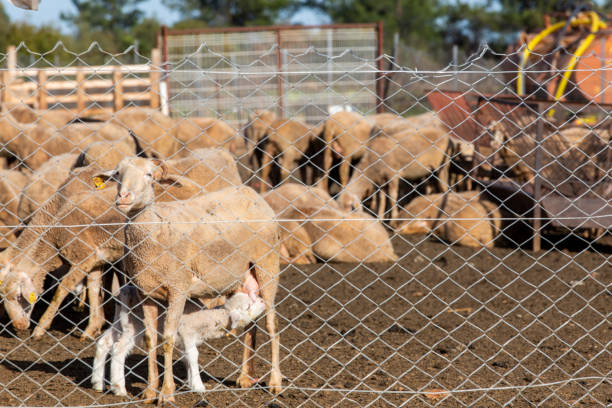 istock A white lamb suckling milk from its mother. Lamb and sheep behind wire mesh 1394298844